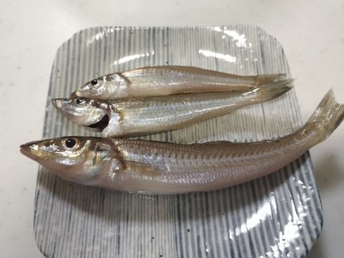 キスの釣果