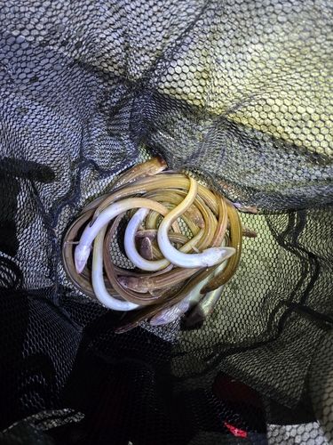 アナゴの釣果