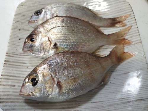チャリコの釣果