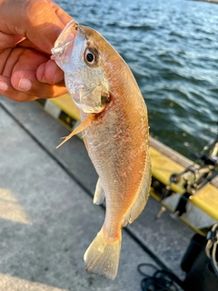 イシモチの釣果