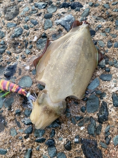コウイカの釣果
