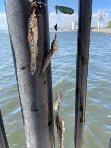 マハゼの釣果