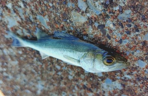 セイゴ（マルスズキ）の釣果
