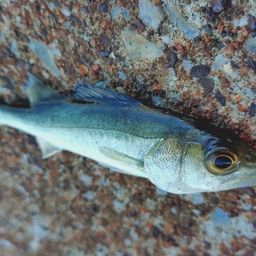 セイゴ（マルスズキ）