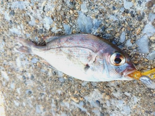 チャリコの釣果
