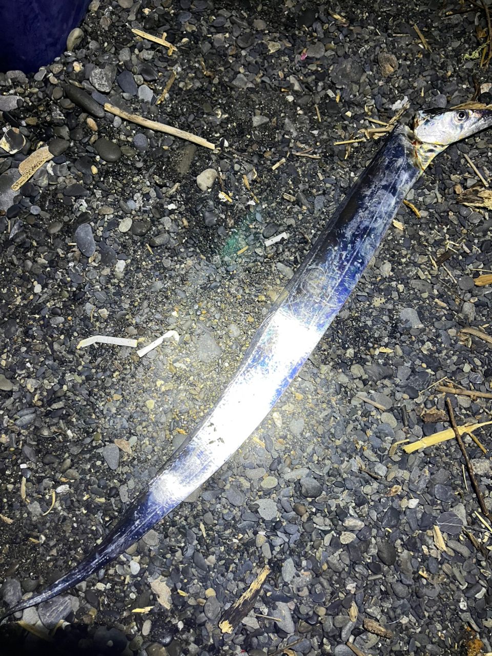 タチウオ