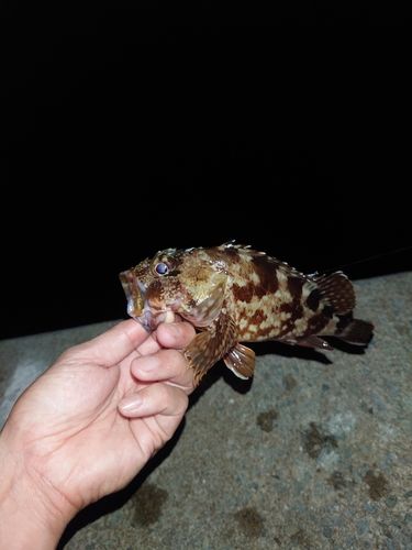 カサゴの釣果