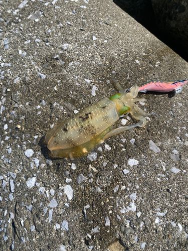 伊予港