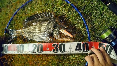 クロダイの釣果