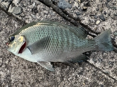 メジナの釣果