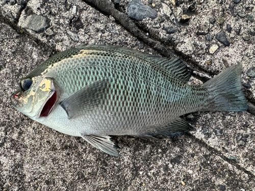 メジナの釣果
