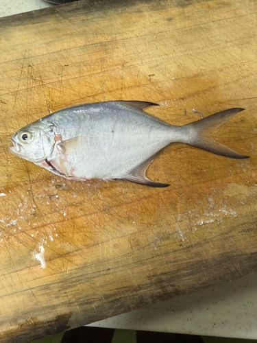 コバンアジの釣果