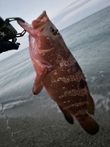 キジハタの釣果