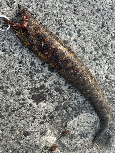 ウツボの釣果