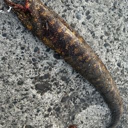 ウツボ