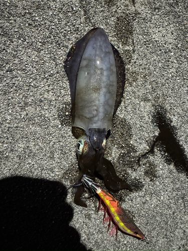 魚津漁港