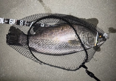 アカメの釣果