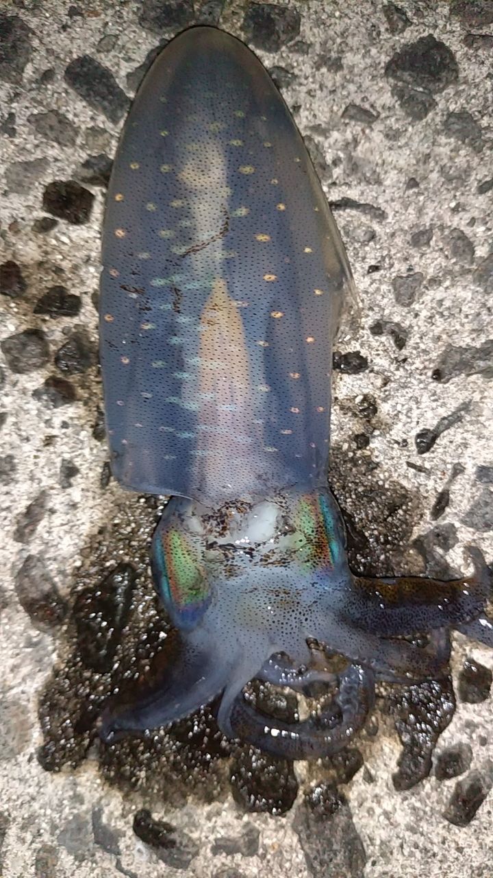 アオリイカ