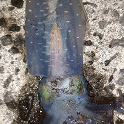 アオリイカ