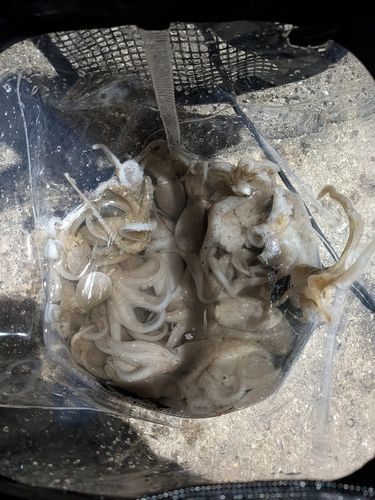 播磨灘