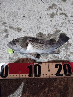 クロソイの釣果