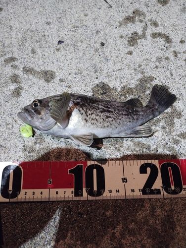 クロソイの釣果