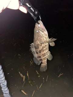 オオモンハタの釣果