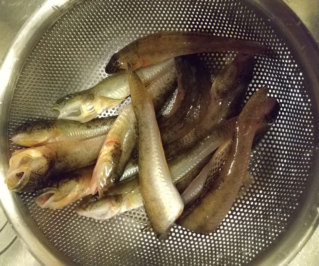マハゼ