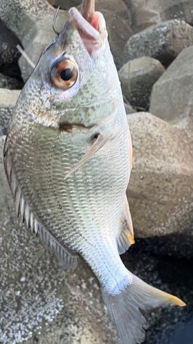 唐津湾