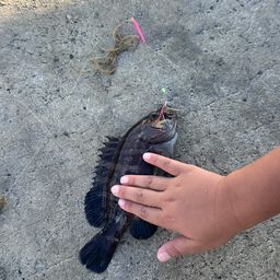 マハタ