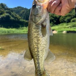 ラージマウスバス