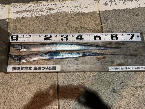 タチウオの釣果