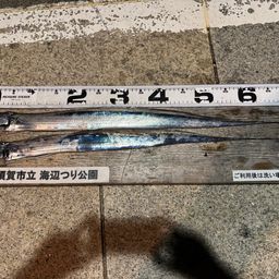 タチウオ