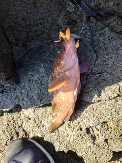 キジハタの釣果