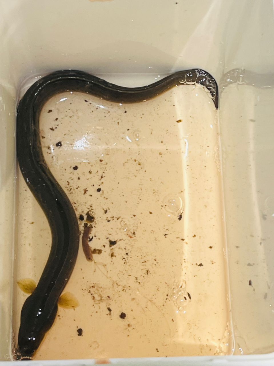 ウナギ