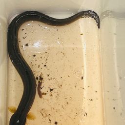 ウナギ