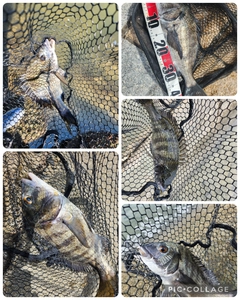 チヌの釣果