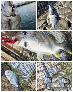 キビレの釣果