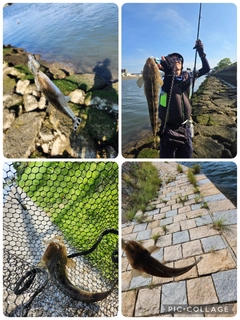 マゴチの釣果