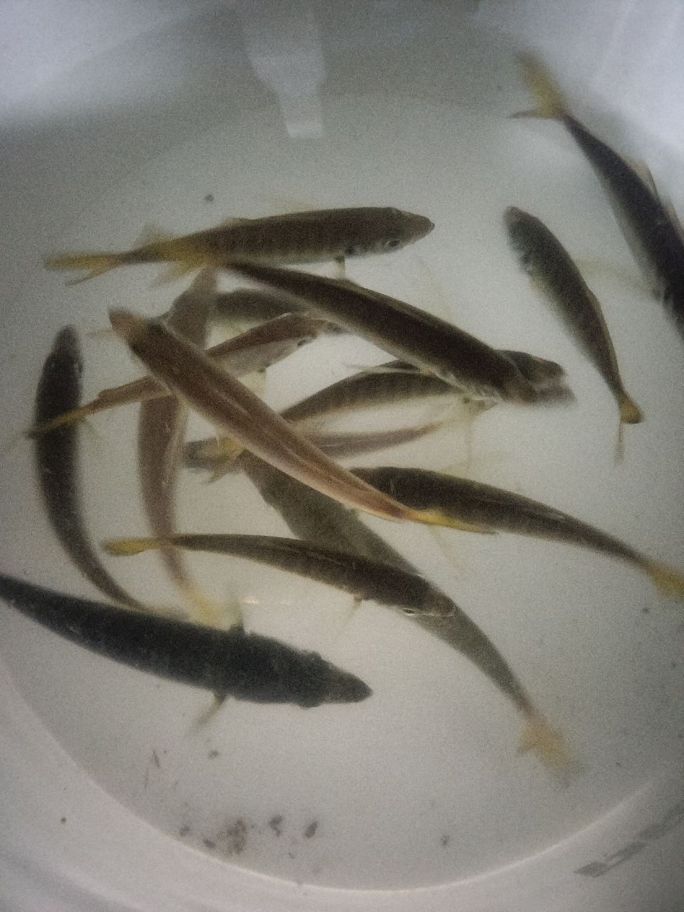 アジ