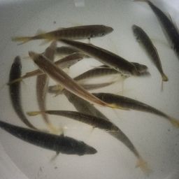 アジ