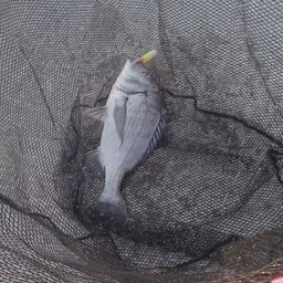 クロダイ