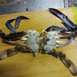 ワタリガニ