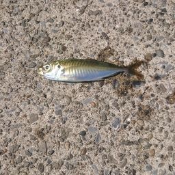 アジ