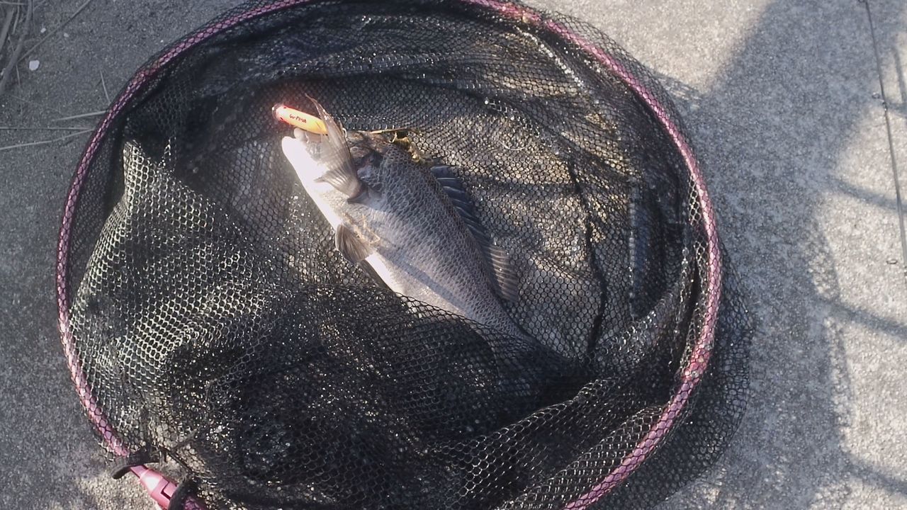 クロダイ