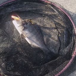 クロダイ