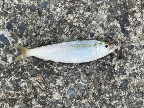 サッパの釣果