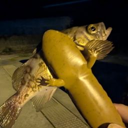 メバル