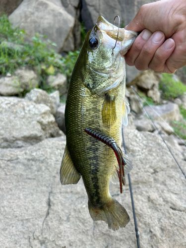 ラージマウスバスの釣果