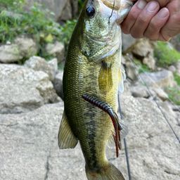 ラージマウスバス